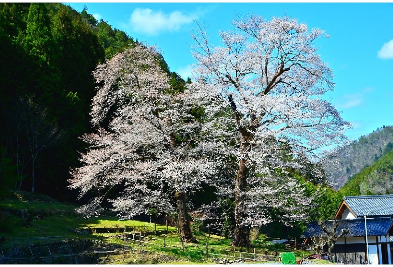 苗代桜