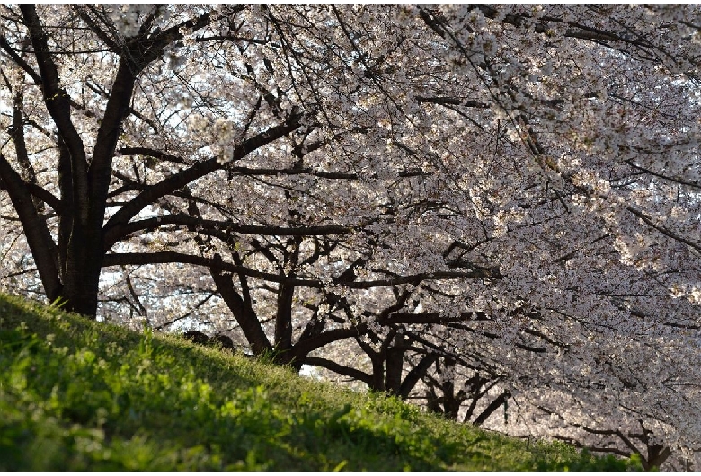 荒子川公園