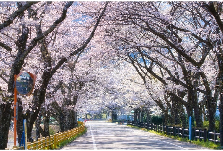 家山の桜