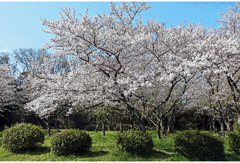 平和公園