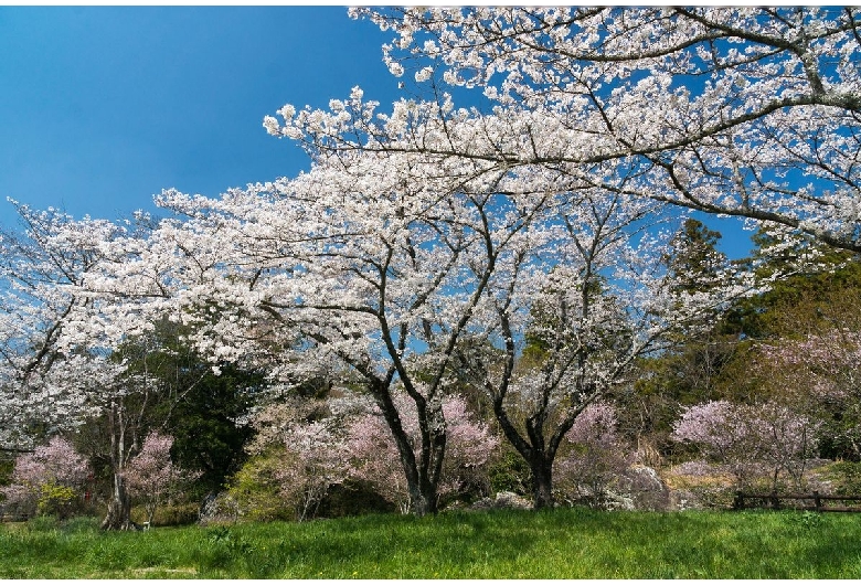 桜淵公園