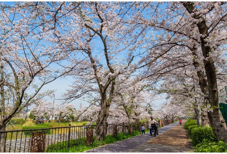 山崎川四季の道