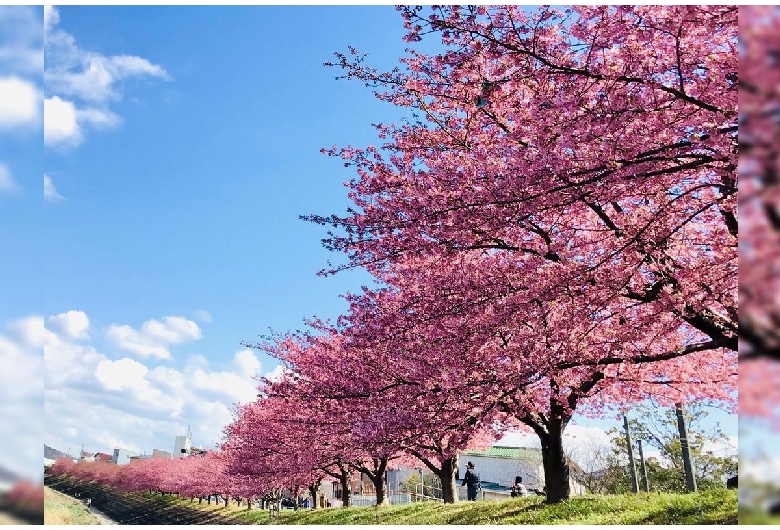 乙川の葵桜（河津桜）