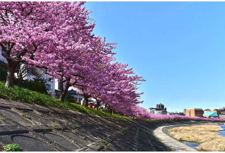 乙川の葵桜（河津桜）