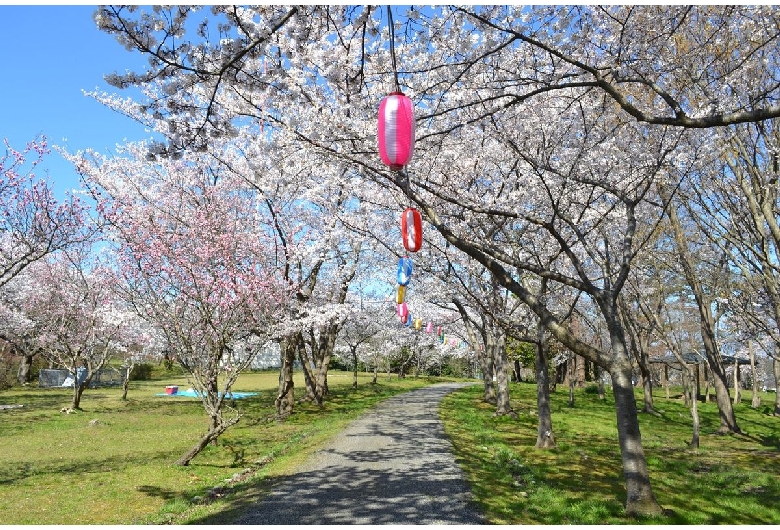 一本松公園