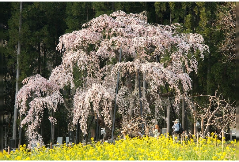 坪井の桜