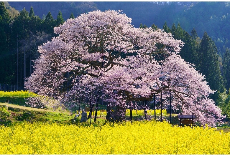 黒部の桜