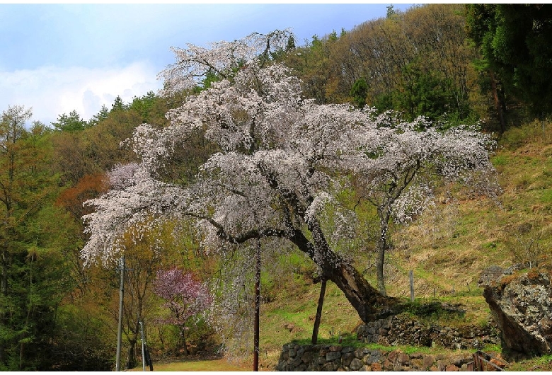 赤和観音のしだれ桜