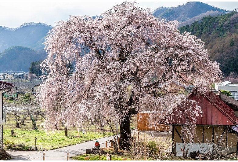 中塩の桜