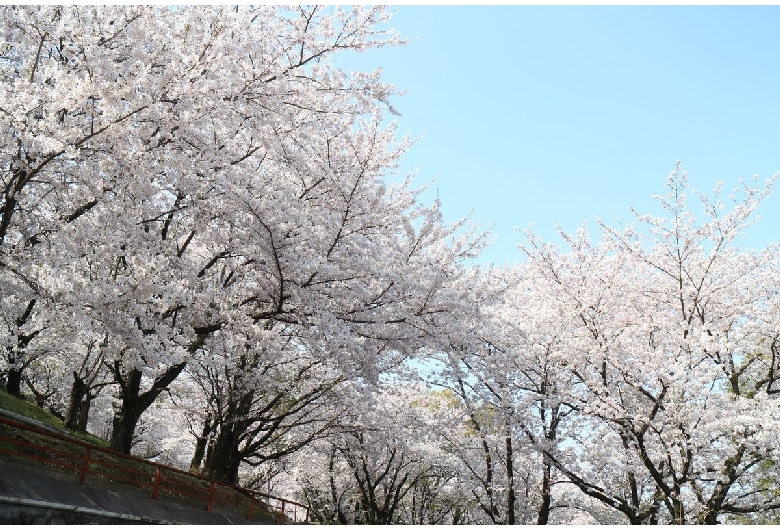 朝日山森林公園