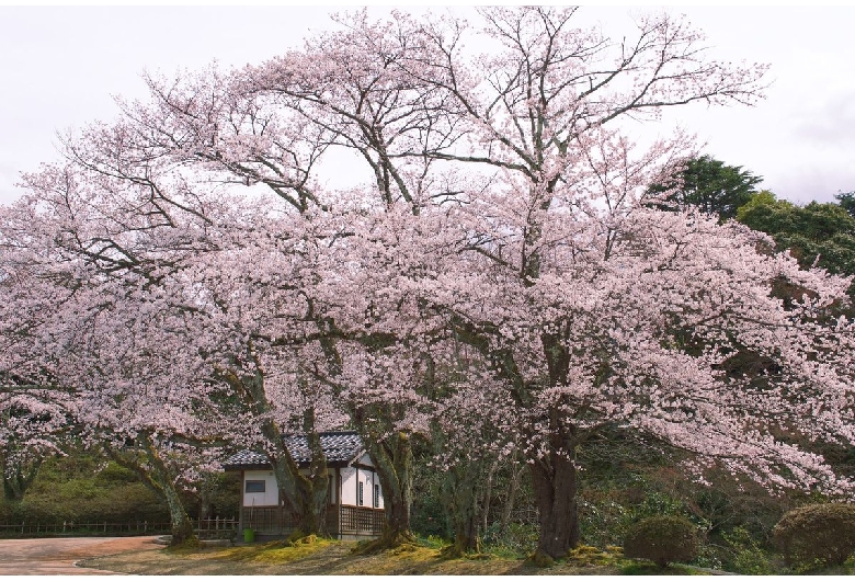 小丸山城址公園