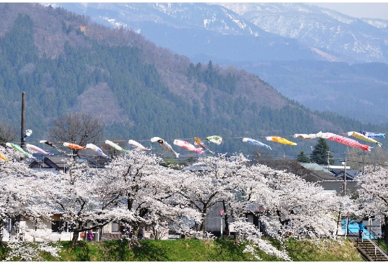 勝山弁天桜