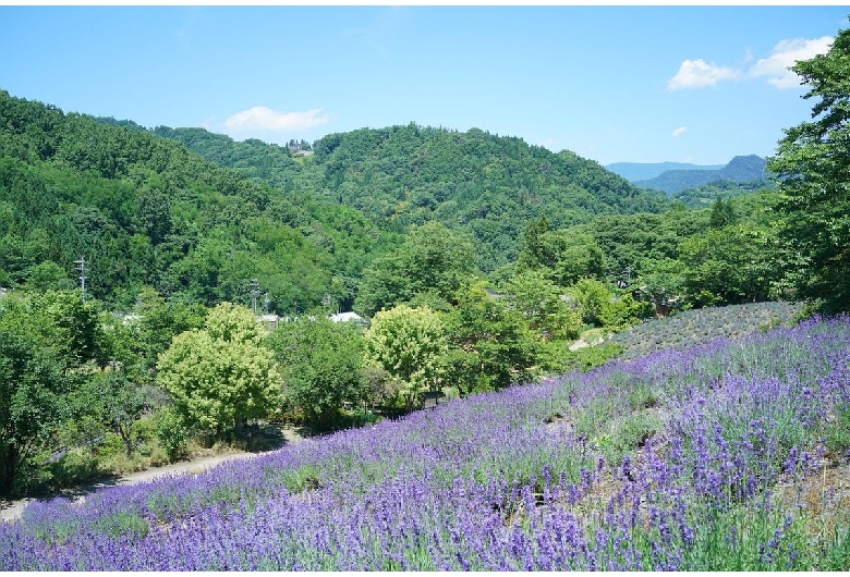 東山夢の郷公園（夢農場）