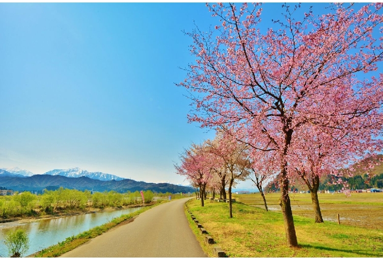 魚野川桜づつみ