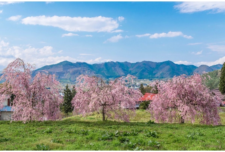 水中の桜