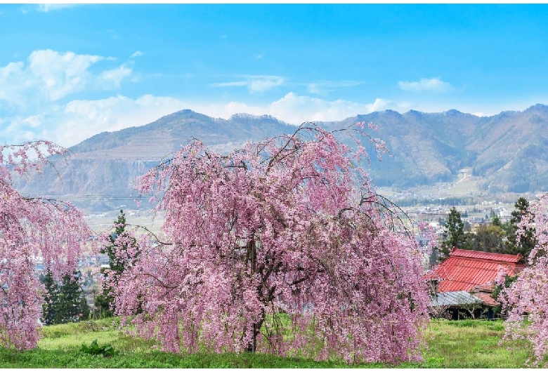 水中の桜