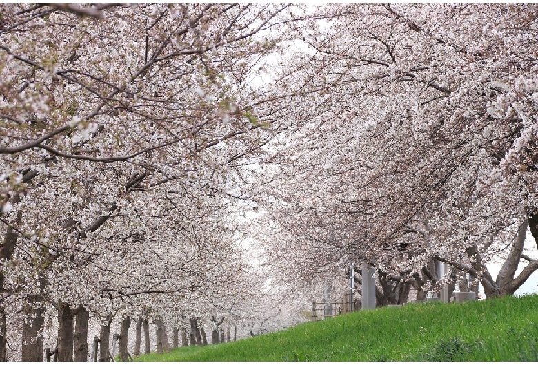 大河津分水桜並木