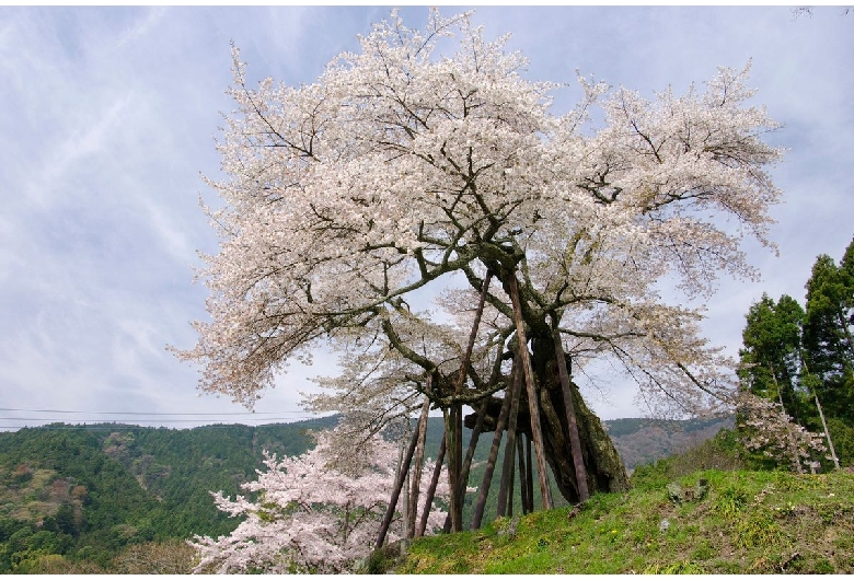 本郷の千年桜