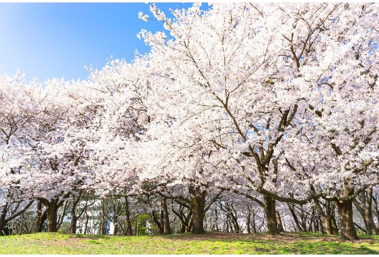 鳥屋野潟公園