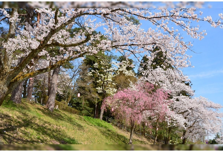 悠久山公園