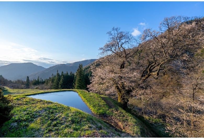 駒つなぎの桜