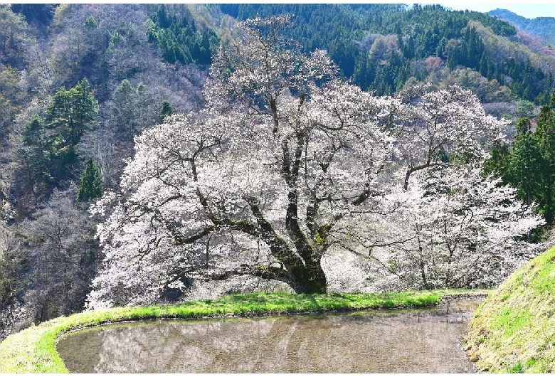 駒つなぎの桜