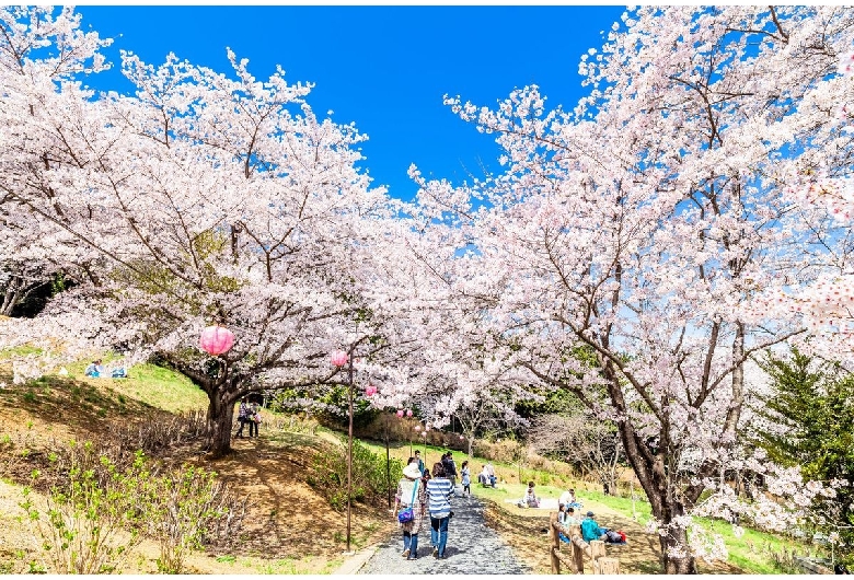 さくらの山公園