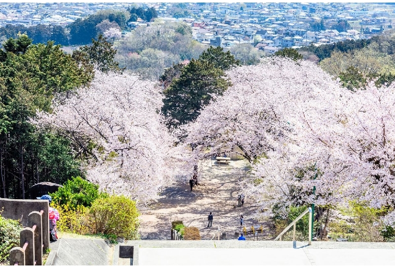 さくらの山公園