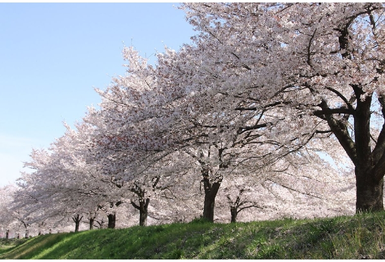 入間川河川敷桜堤