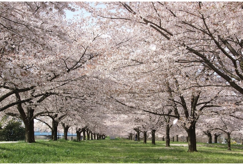 入間川河川敷桜堤