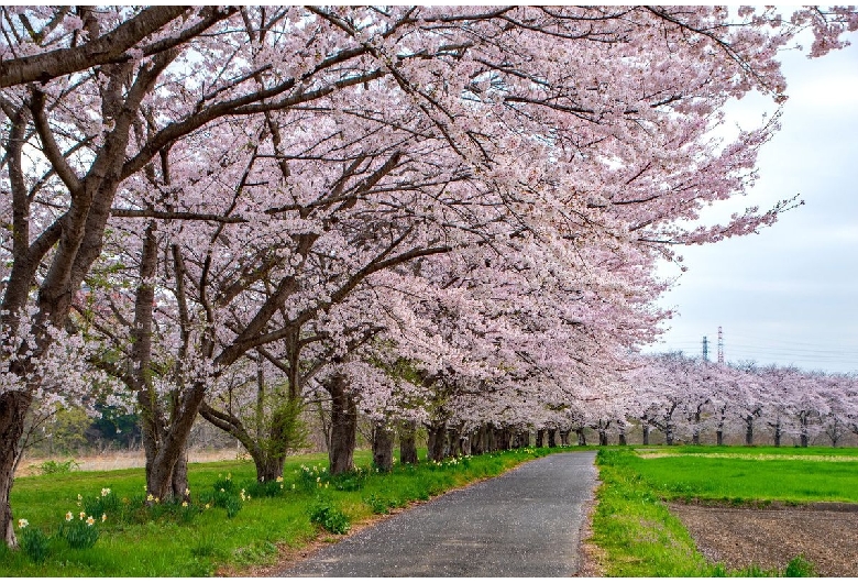 都幾川桜並木