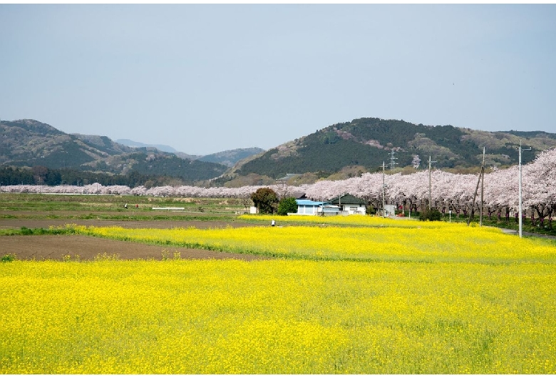 都幾川桜並木