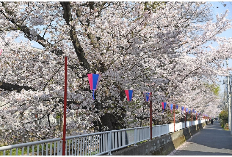 元住吉渋川沿いの桜