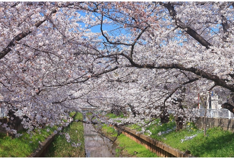 元住吉渋川沿いの桜