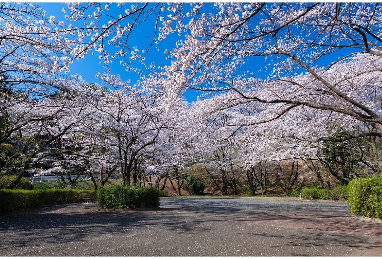 いろは坂桜公園