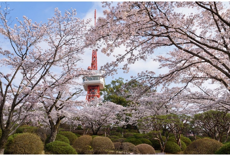 八幡山公園