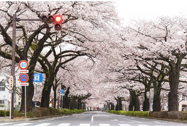 平和通りの桜