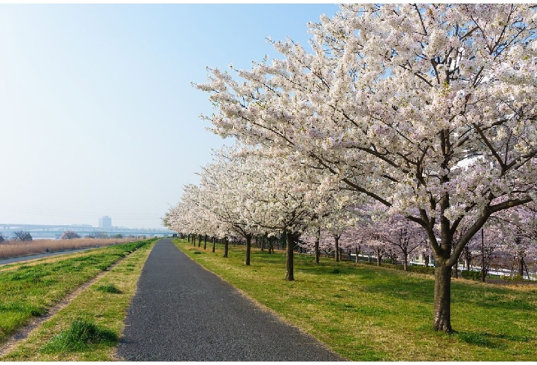 小松川千本桜