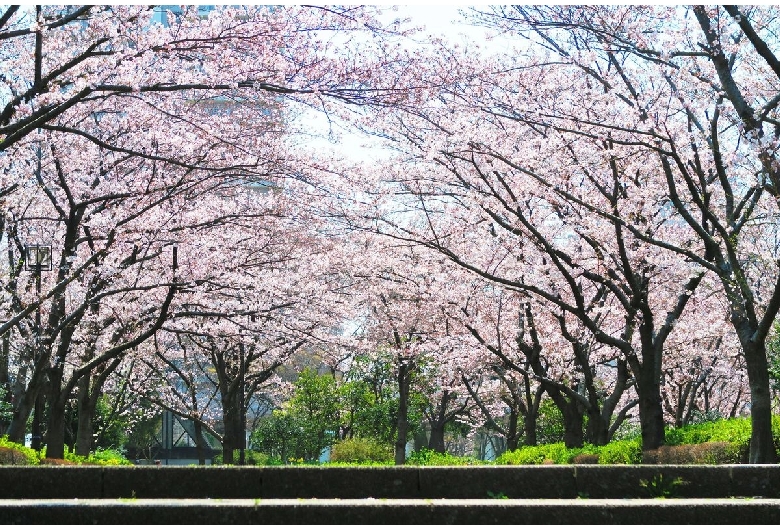 小松川千本桜