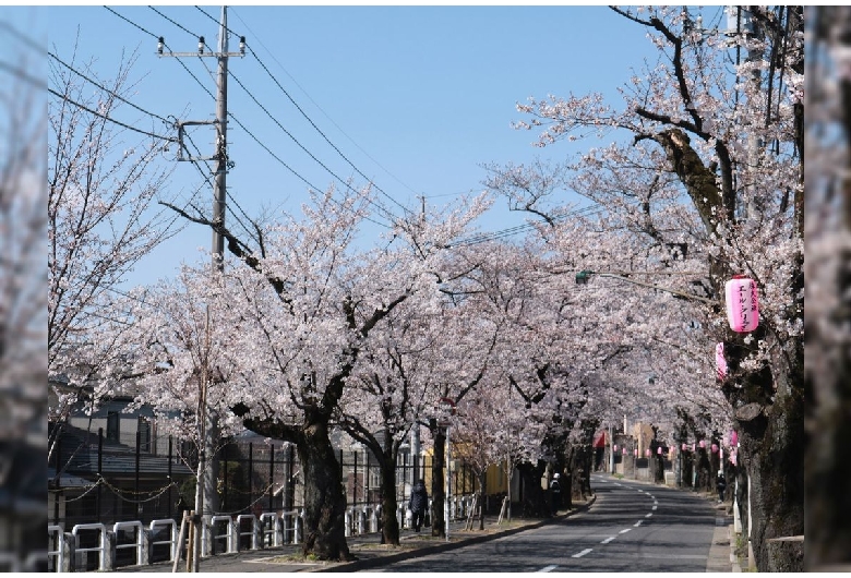 常盤平さくら通り