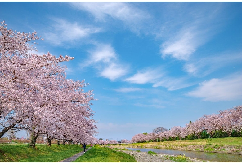 こだま千本桜