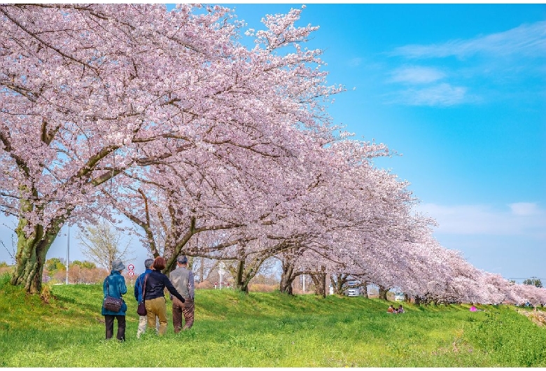 こだま千本桜