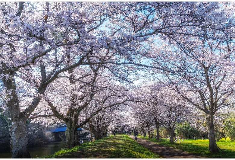 福岡堰の桜