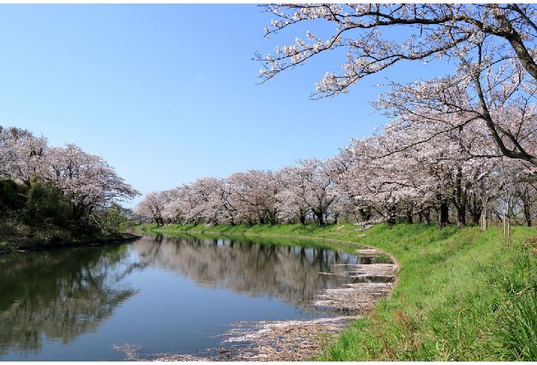 福岡堰の桜