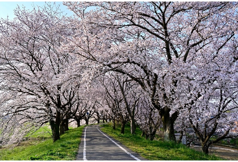 さくら堤公園