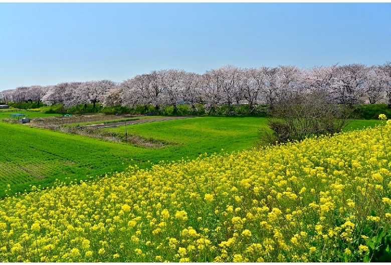 さくら堤公園