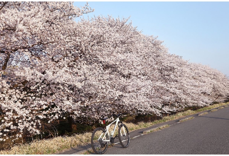 多摩川堤桜並木