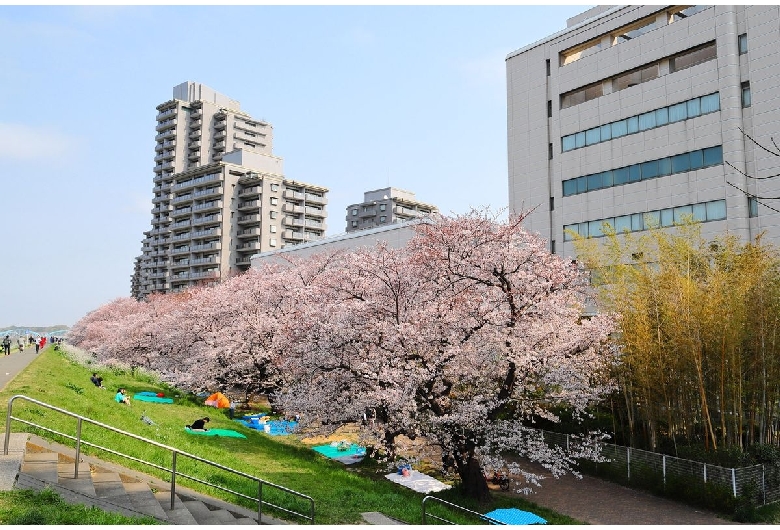 多摩川堤桜並木