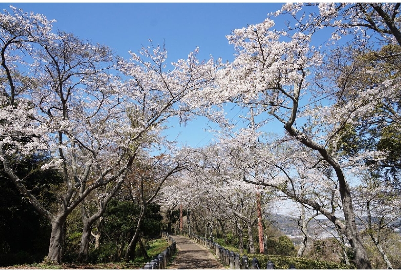 衣笠山公園