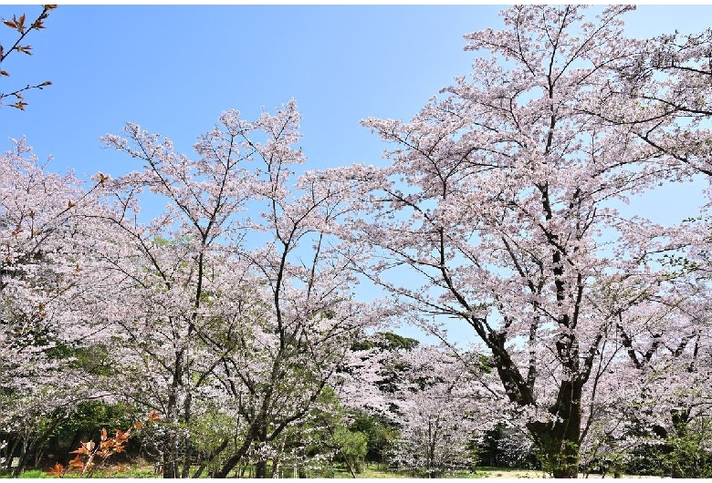 弘法山公園